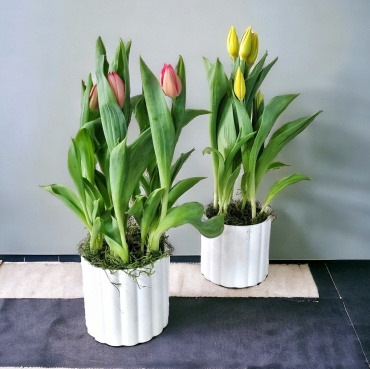 Tulip Plant