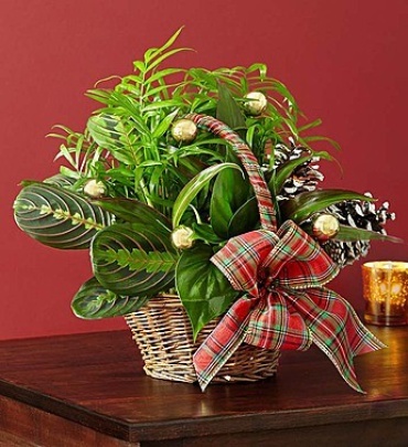 Christmas Dish Garden