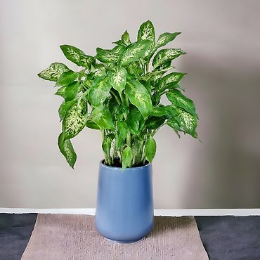 Dieffenbachia