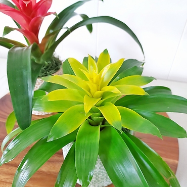 Small Bromeliad Guzmania Plant