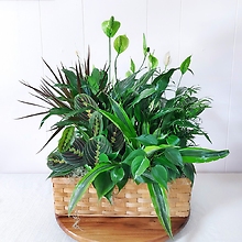 Rectangle Basket Garden with Peace Lily