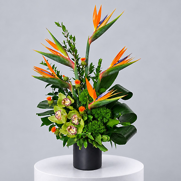 Tropical Equinox