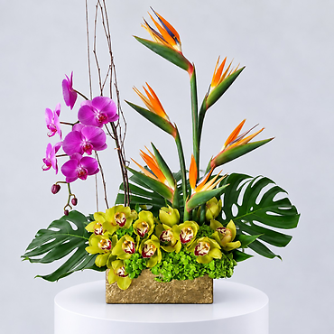 Orchid Oasis