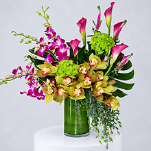 Vibrant Allure