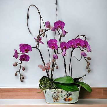 Florist Exclusive Double Stem Orchids