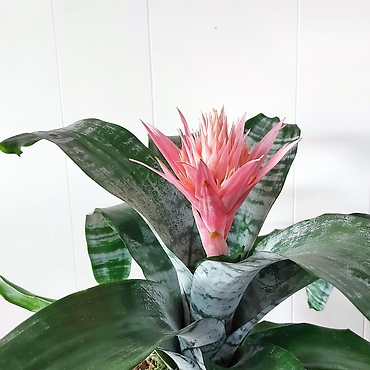 6\" Pink Bromeliad