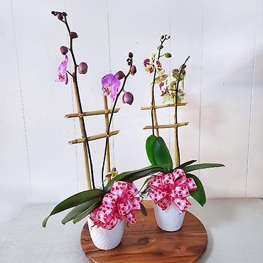 Two Stem Phalaenopsis Orchid