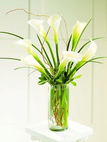 Simple White Callas