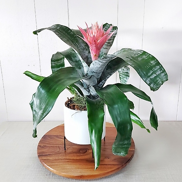 6\" Pink Bromeliad