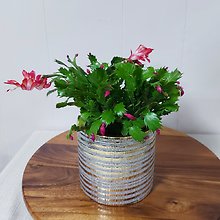 Christmas Cactus