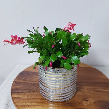 Christmas Cactus