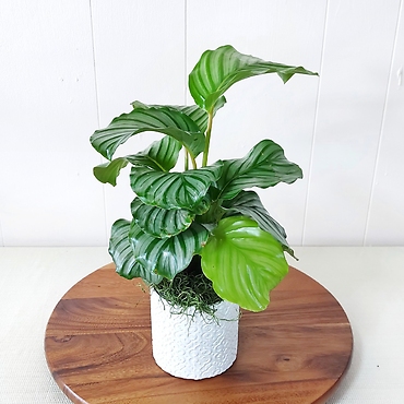 Calathea Orbifolia