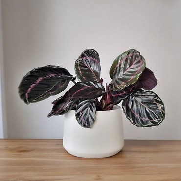 6\" Calathea Dottie Black Lipstick