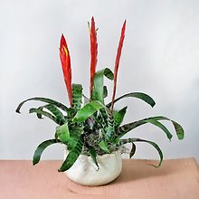 Tripled Bromeliad