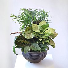 Medium Size Dish garden