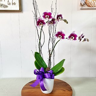 Double Stem Orchid