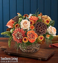 Woodland Birds Nest