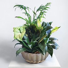 Peace Lily Dish Garden