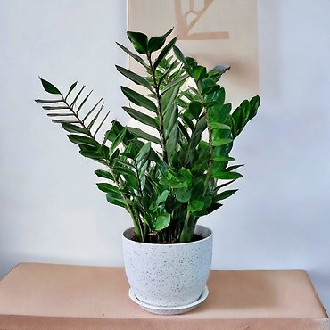 ZZ Plant