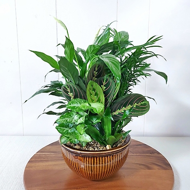 Peace Lily Dish Garden