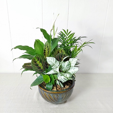 Dishgarden with peace lily