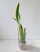 6\" Snake Plant