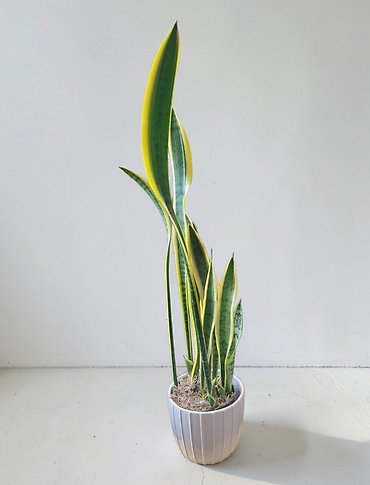 6\" Snake Plant
